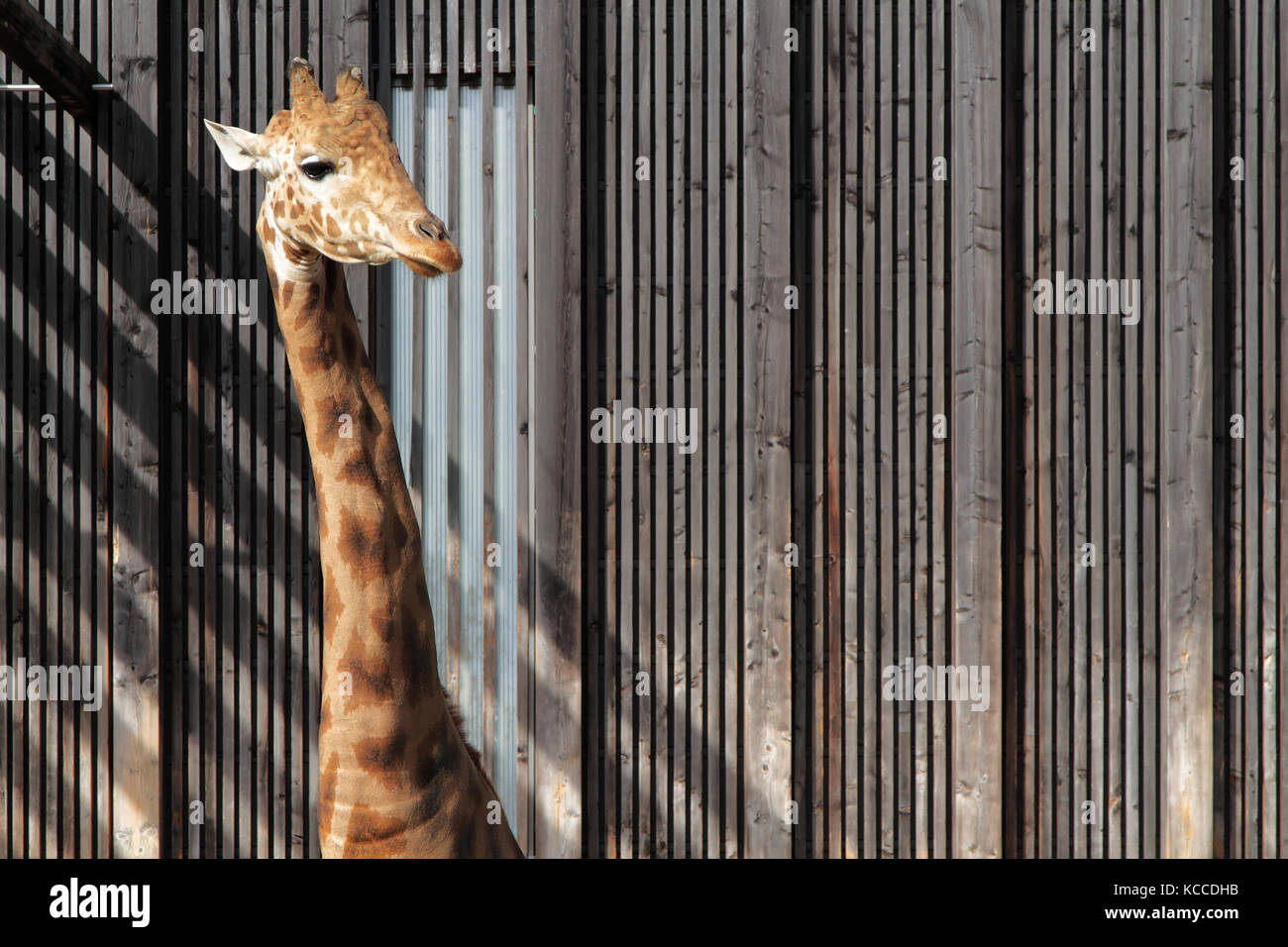 Eine Giraffe im Zoo Stockfoto