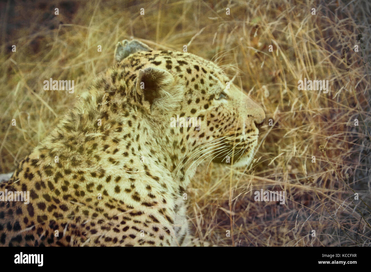 Porträt eines Leopard (panthera pardus), Krüger Nationalpark, Südafrika Stockfoto