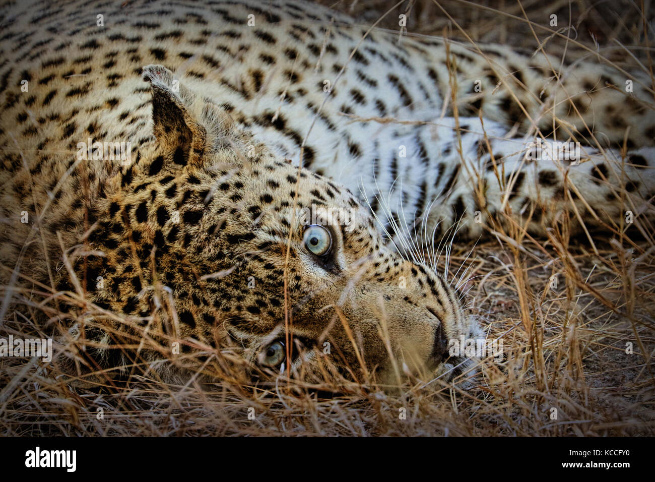 Porträt eines Leopard (panthera pardus), Krüger Nationalpark, Südafrika Stockfoto