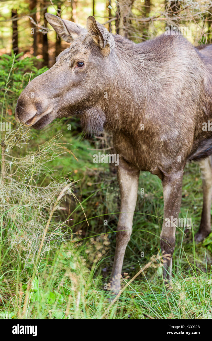 Junge Elche (alces alces) stehen in dichten Fichtenwald. Stockfoto