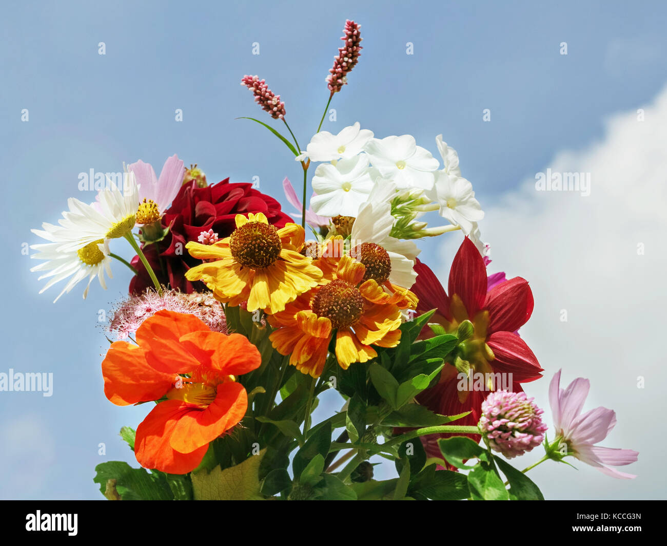 Beauty glücklicher Strauß auf blauer Himmel bei Tag für vorhanden Stockfoto