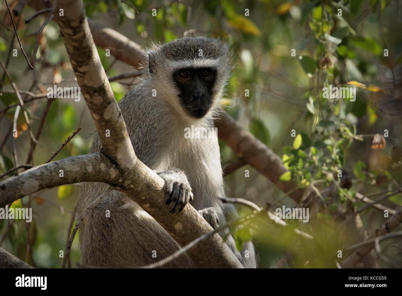 Meerkatze (Cercopithecus aethiops) sitzen auf dem Baum, Südafrika Stockfoto