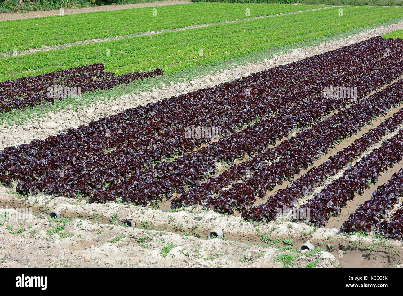 Feld mit Lollo Rosso Salat und Lollo Bionda Kopfsalat, Provence, Südfrankreich/(Lactuca sativa var. Crispa) Stockfoto