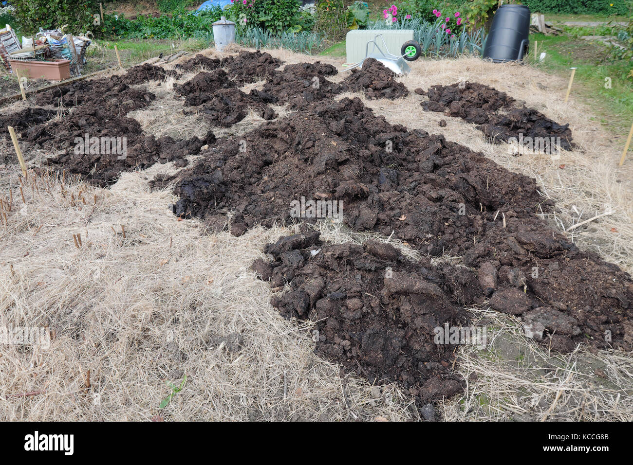 Herbst Dünger bereit, auf eine Zuteilung gegraben werden. Stockfoto