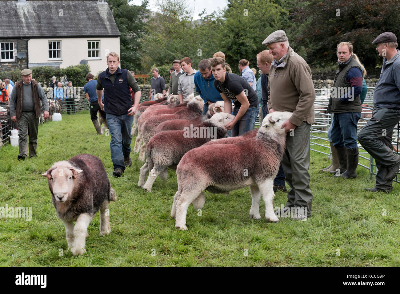 Beurteilung Herdwick-schafe, Borrowdale Hirten Treffen, Rosthwaite, Keswick, Cumbria, Großbritannien Stockfoto