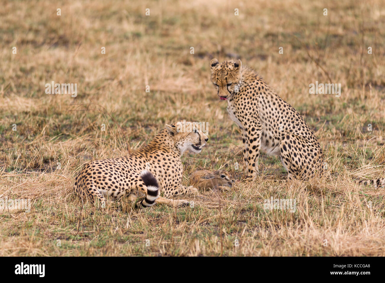 Gepard (Acinonyx jubatus) mit Baby gazelle Beute, Masai Mara National Game Park finden, Kenia, Ostafrika Stockfoto