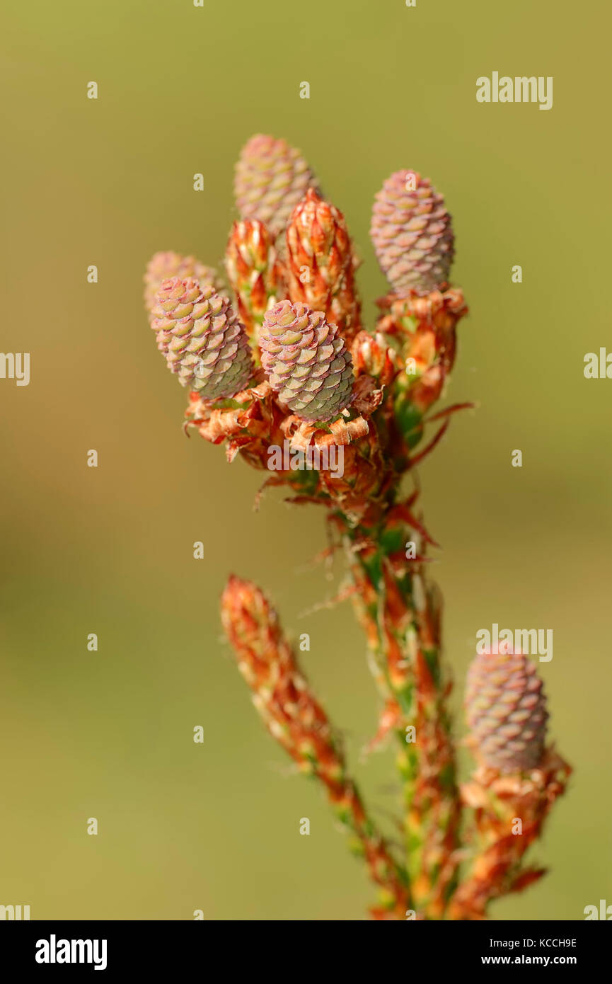 Schwarze kiefer, weibliche Blüten, Provence, Südfrankreich/(Pinus nigra ...