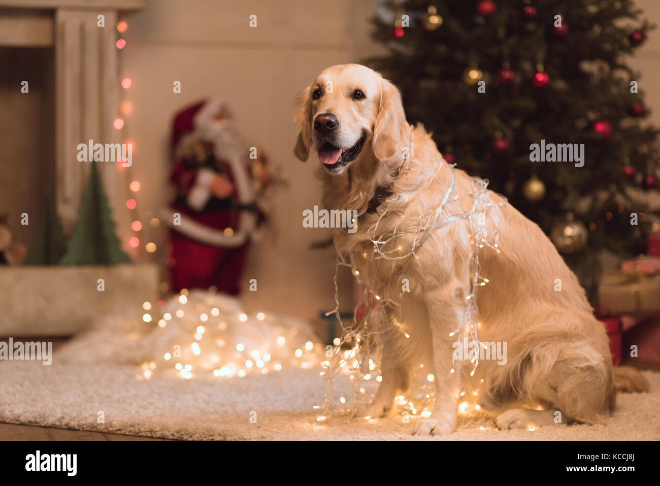 Golden Retriever Hund in der Girlande Stockfoto