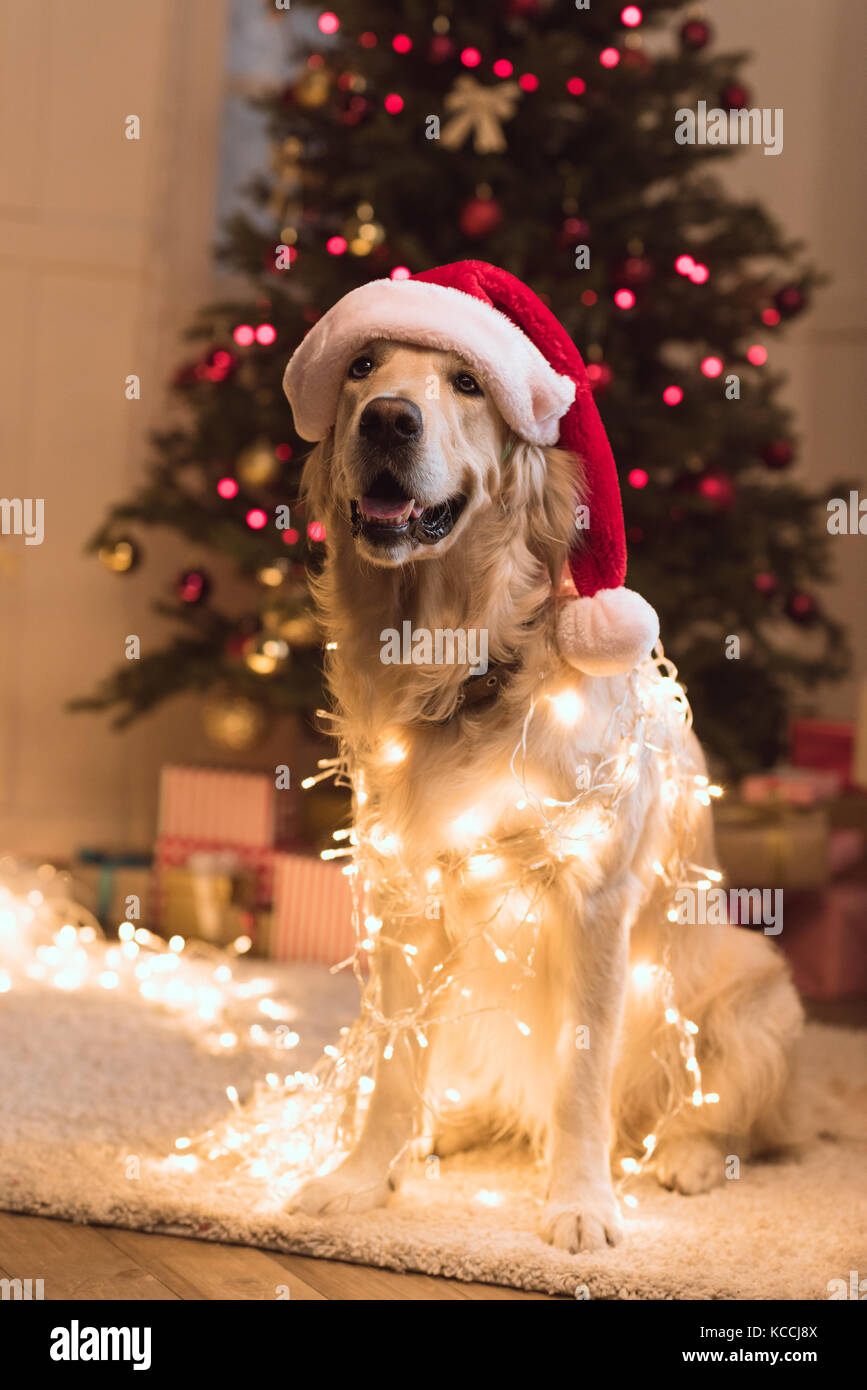 Hund in Santa Hut Stockfoto