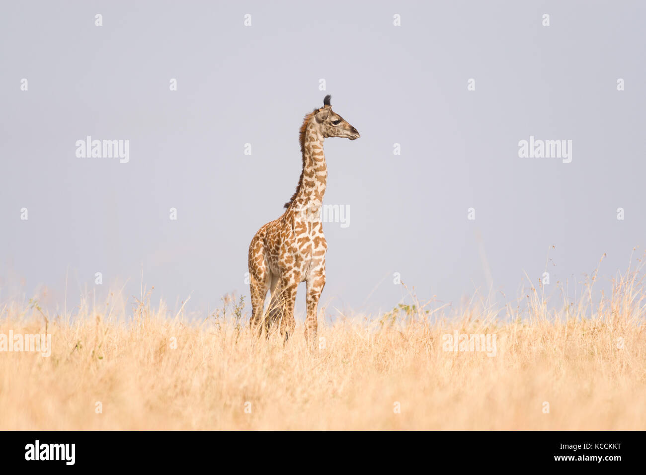 Masai Giraffe (Giraffa Camelopardalis tippelskirchi) in offene Savanne, Masai Mara National Game Park finden, Kenia, Ostafrika Stockfoto
