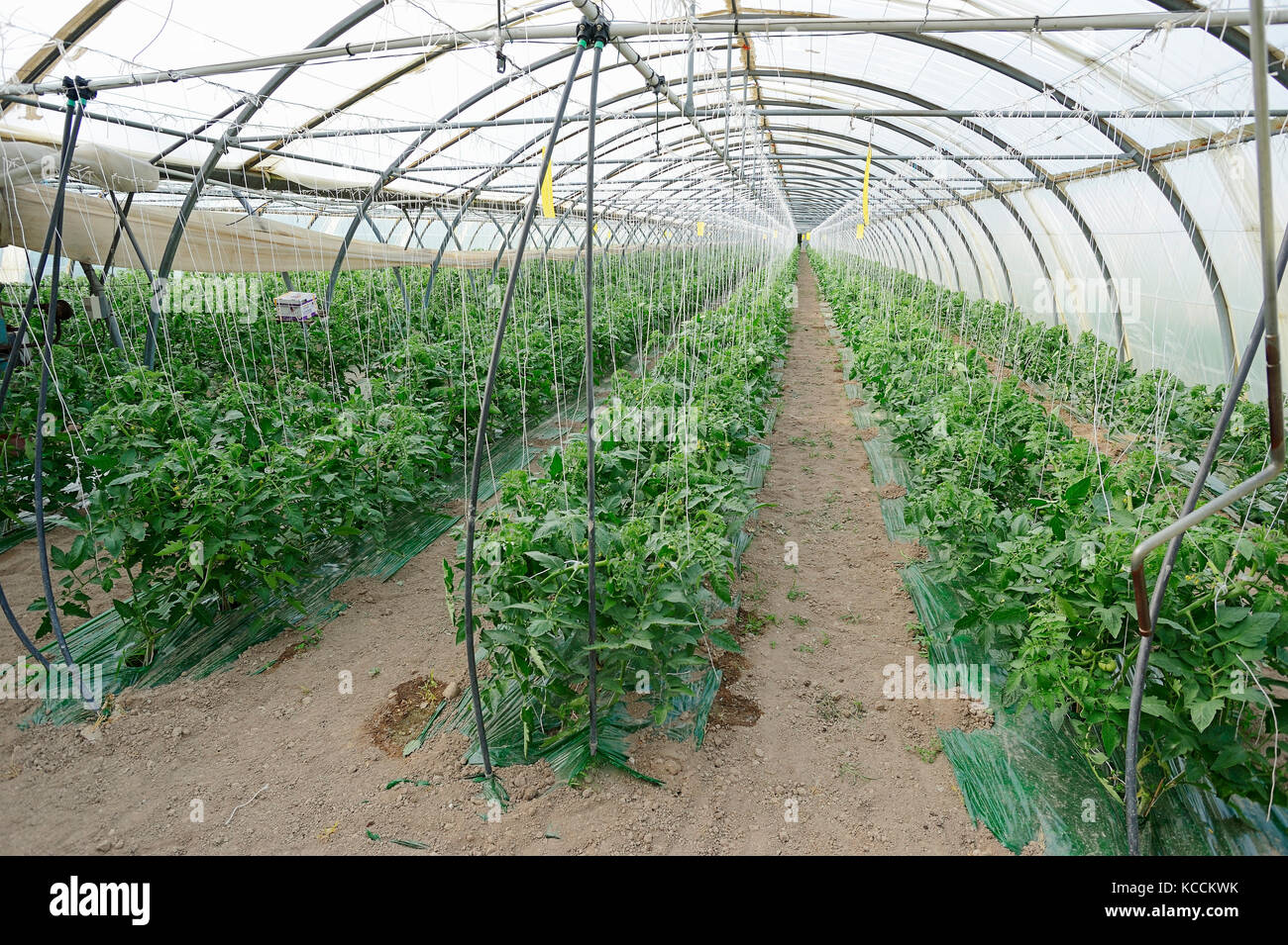 Tomaten Pflanzen im Gewächshaus, Provence, Südfrankreich/(Solanum