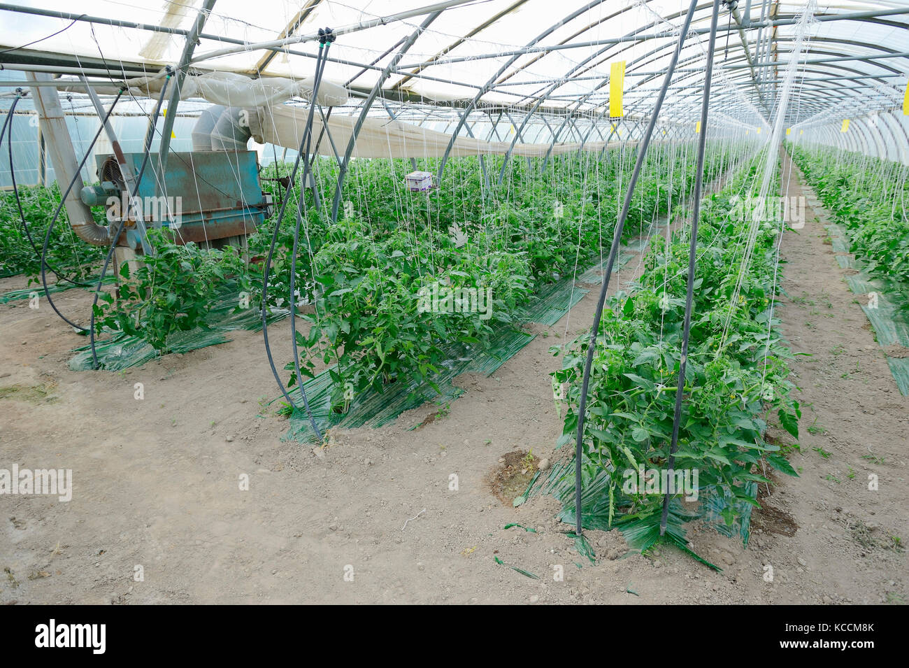 Tomaten Pflanzen im Gewächshaus, Provence, Südfrankreich/(Solanum