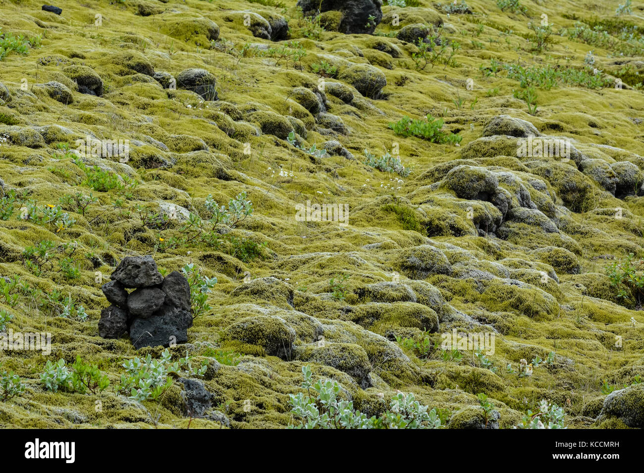 Weichen Teppich der Steine von Moos in Island bedeckt, im Sommer Stockfoto