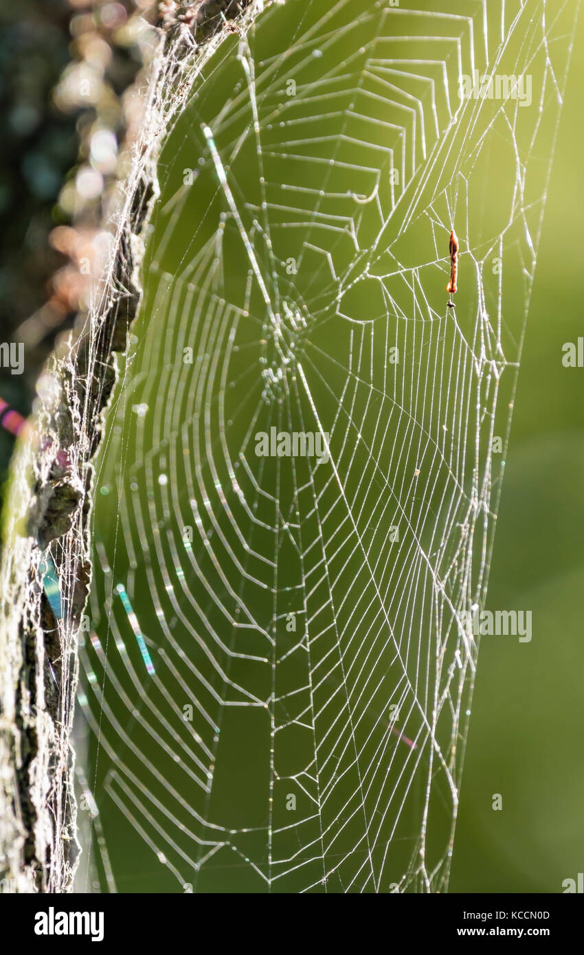 Spinnen web an einen Baum im Herbst, von der Sonne in Großbritannien beleuchtet. Stockfoto
