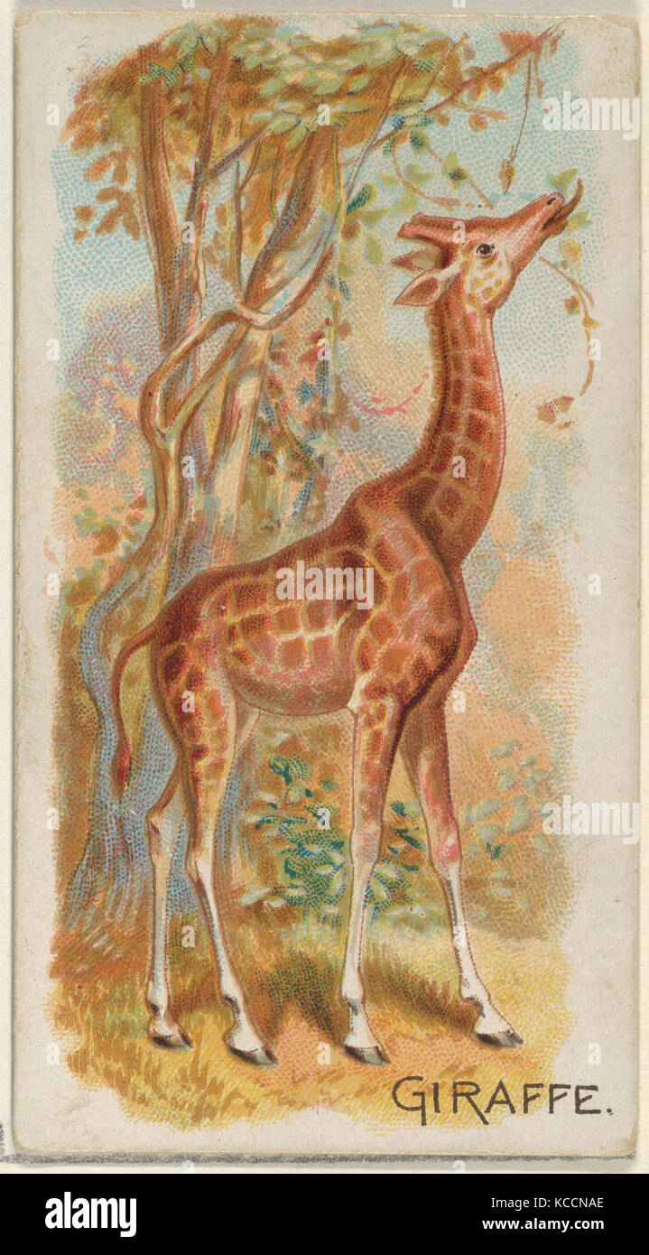 Giraffen, aus dem Vierbeiner-Serie (N21) für Allen & Ginter Zigaretten, 1890 Stockfoto