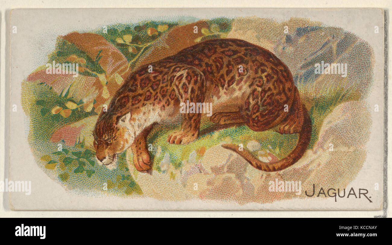 Jaguar, vom Vierbeiner-Serie (N21) für Allen & Ginter Zigaretten, 1890 Stockfoto