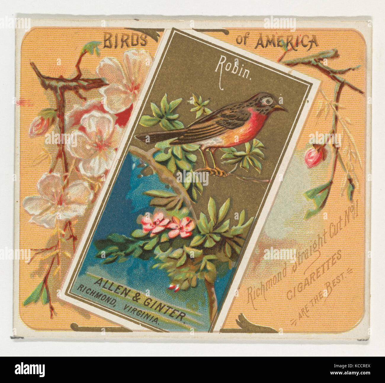 Robin, von den Vögeln von Amerika Serie (N37) bei Allen&Ginter Zigaretten, 1888 Stockfoto