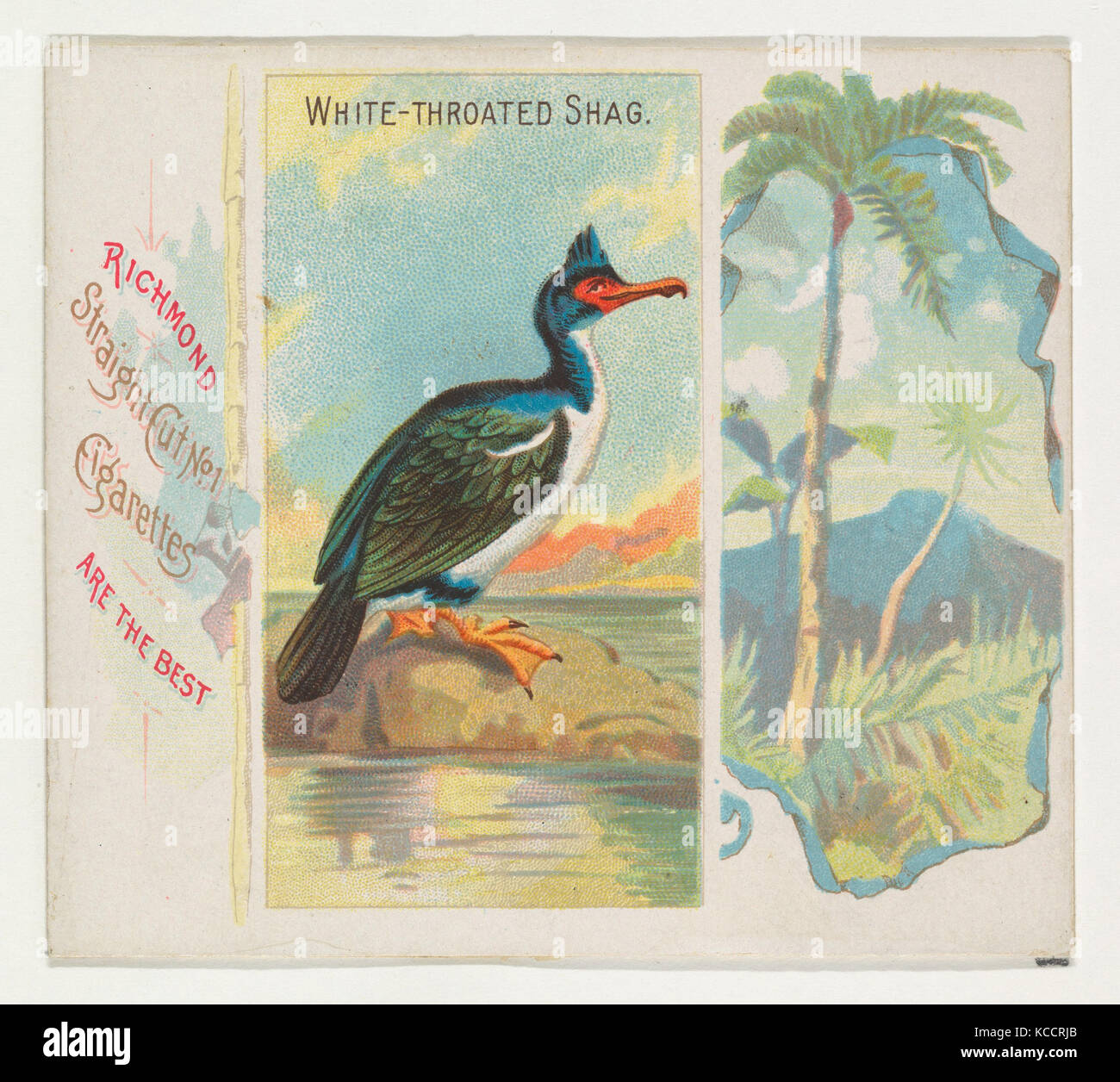 White-Throated Shag, von den Vögeln der Tropen-Serie (N38) bei Allen&Ginter Zigaretten, 1889 Stockfoto