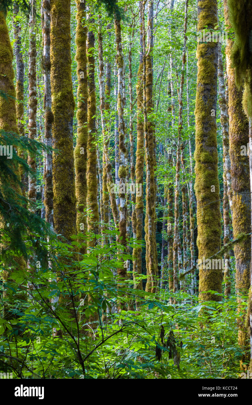 Moos bedeckt Bäume im Wald im Norden cascases Nationalpark im Nordwesten von Washington State Stockfoto