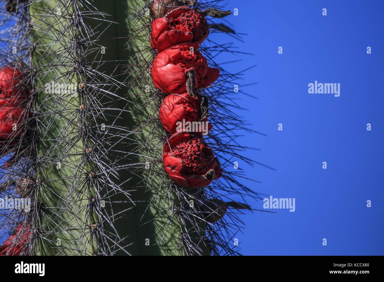 Sahuaros Wald, pitahaya und einige endemische Arten von Kakteen der Region in der Wüste neben dem Strand der Colorado in Sonora Mexiko. Stockfoto