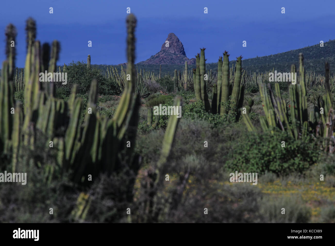 Sahuaros Wald, pitahaya und einige endemische Arten von Kakteen der Region in der Wüste neben dem Strand der Colorado in Sonora Mexiko. Stockfoto