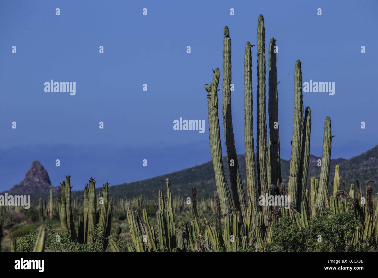 Sahuaros Wald, pitahaya und einige endemische Arten von Kakteen der Region in der Wüste neben dem Strand der Colorado in Sonora Mexiko. Stockfoto