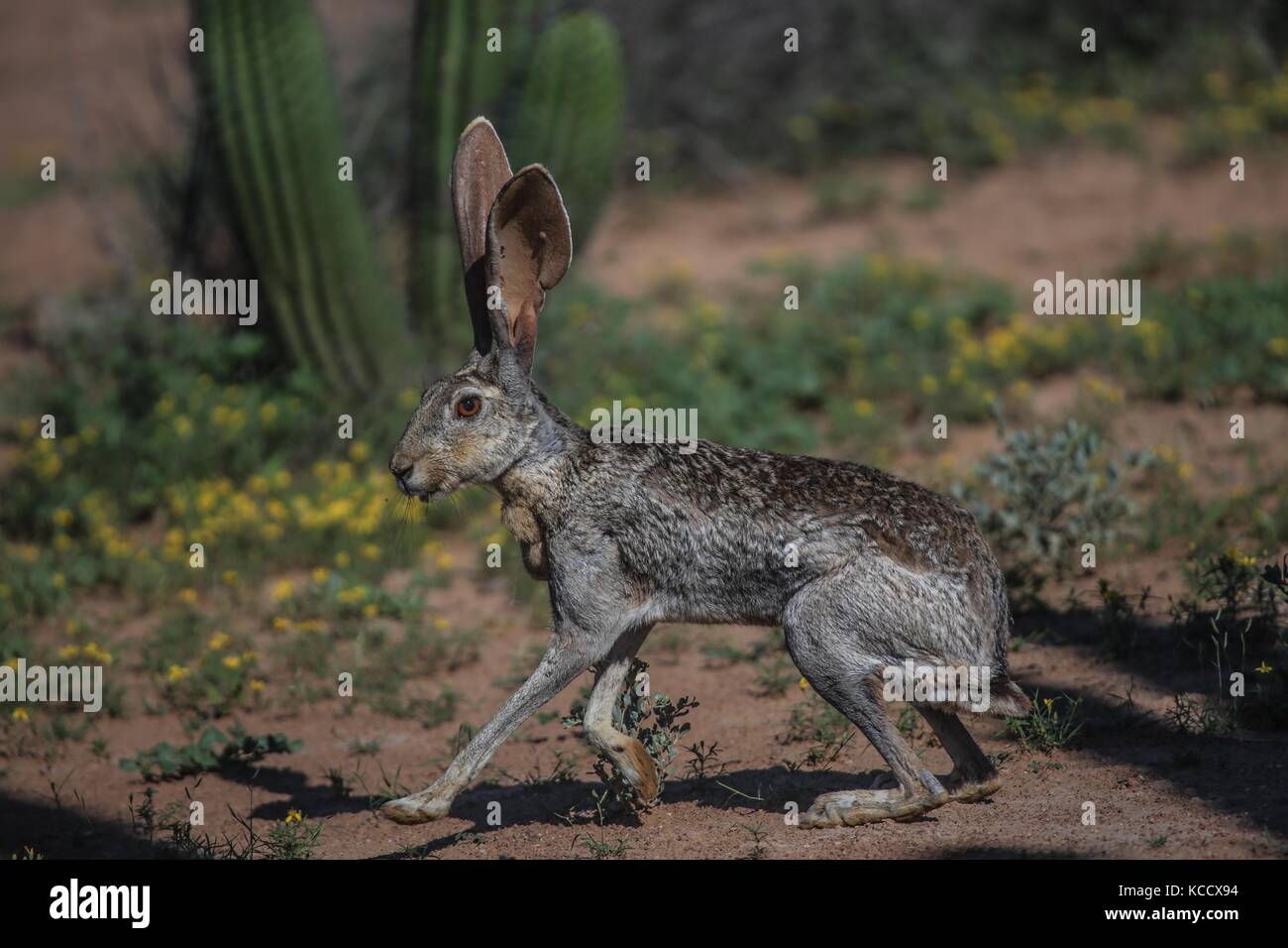 Sahuaros Wald, pitahaya und einige endemische Arten von Kakteen der Region in der Wüste neben dem Strand der Colorado in Sonora Mexiko. Stockfoto