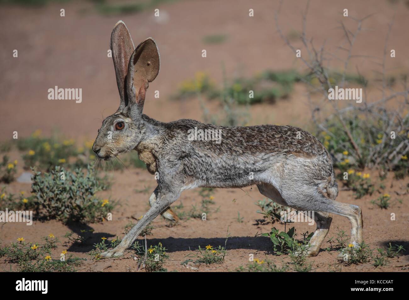 Sahuaros Wald, pitahaya und einige endemische Arten von Kakteen der Region in der Wüste neben dem Strand der Colorado in Sonora Mexiko. Stockfoto