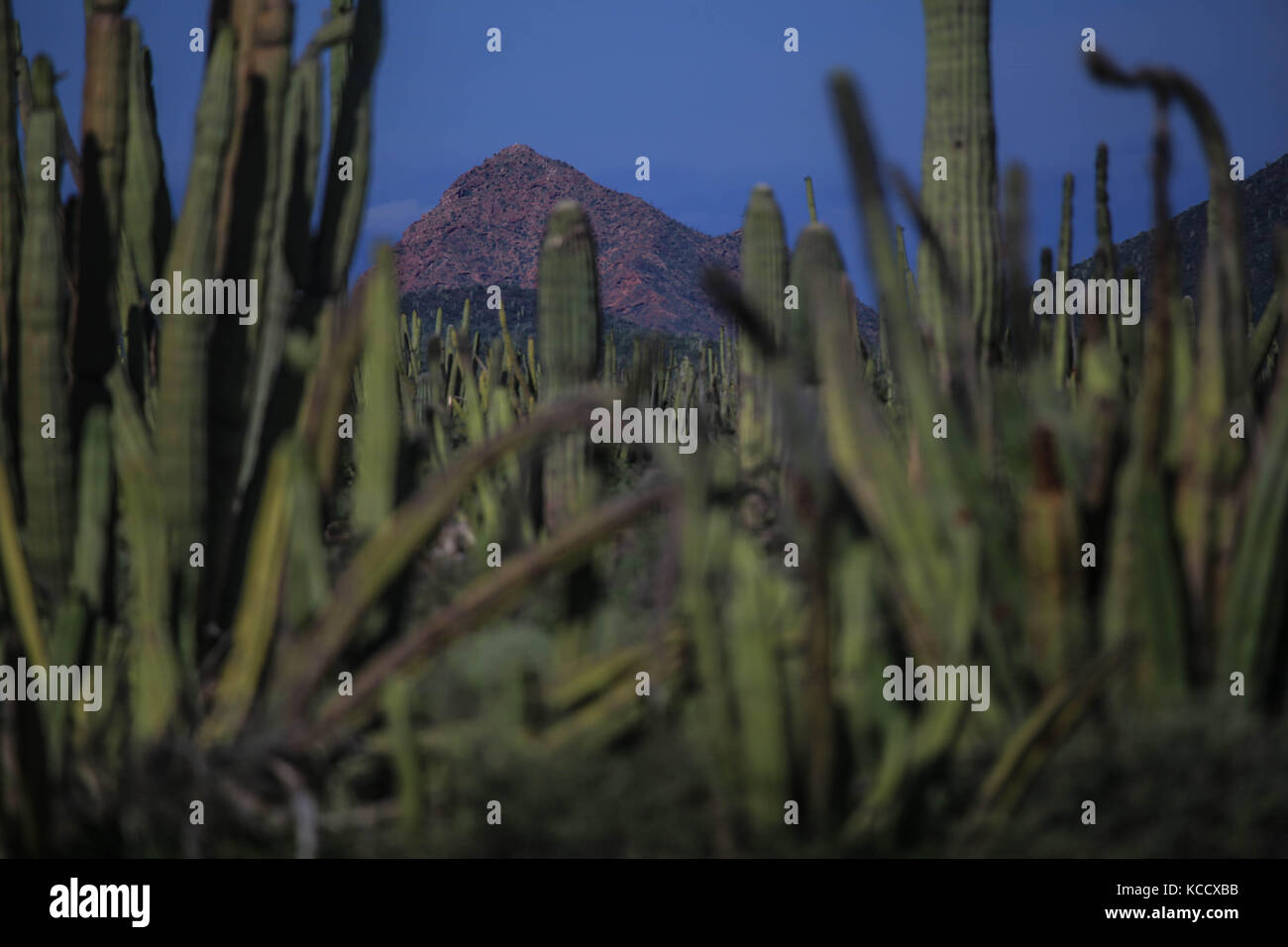 Sahuaros Wald, pitahaya und einige endemische Arten von Kakteen der Region in der Wüste neben dem Strand der Colorado in Sonora Mexiko. Stockfoto