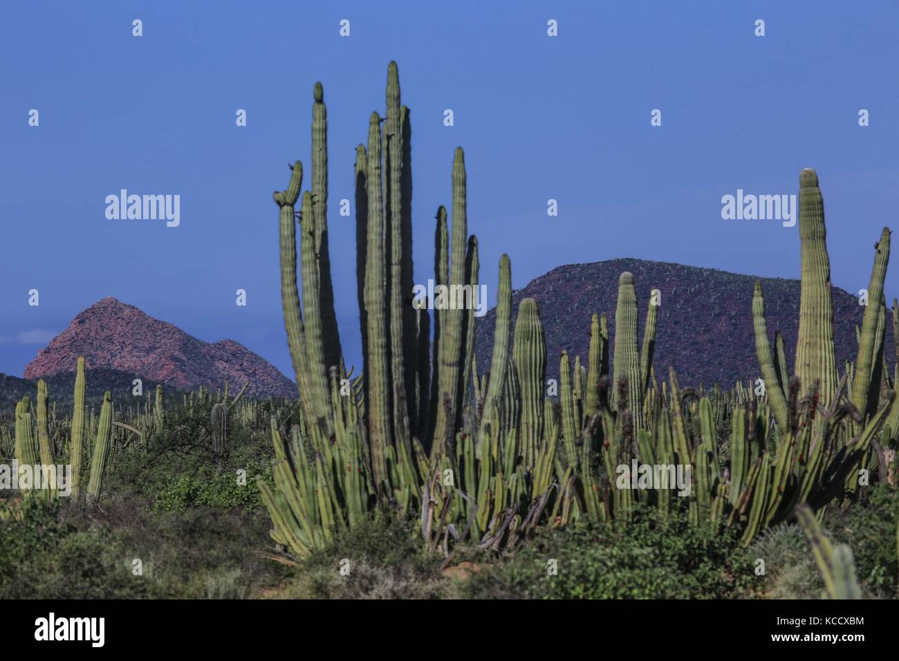 Sahuaros Wald, pitahaya und einige endemische Arten von Kakteen der Region in der Wüste neben dem Strand der Colorado in Sonora Mexiko. Stockfoto