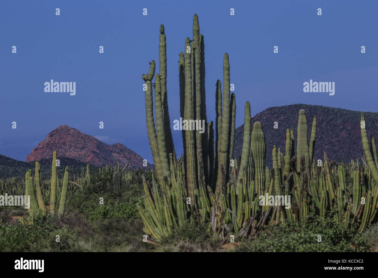 Sahuaros Wald, pitahaya und einige endemische Arten von Kakteen der Region in der Wüste neben dem Strand der Colorado in Sonora Mexiko. Stockfoto