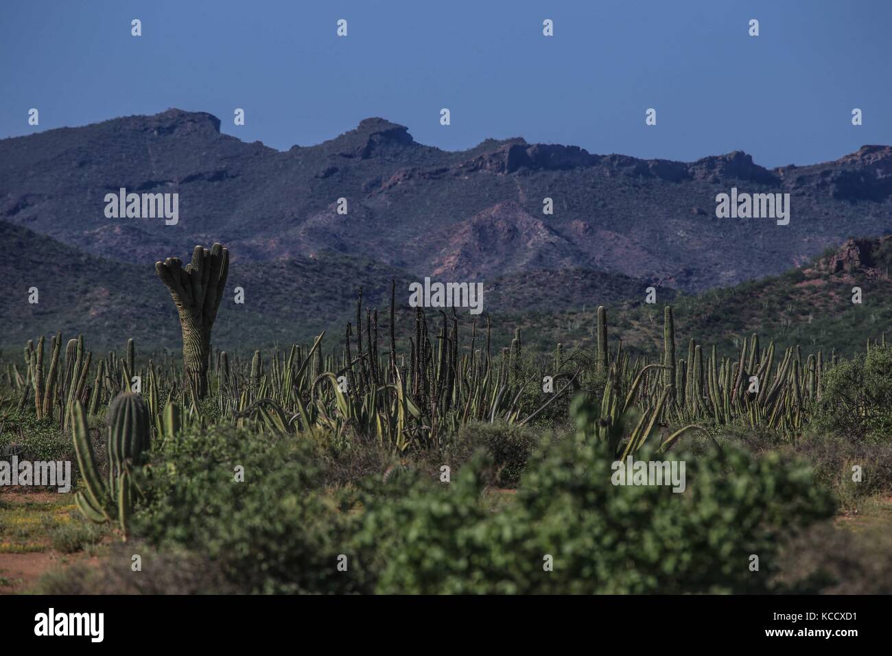 Sahuaros Wald, pitahaya und einige endemische Arten von Kakteen der Region in der Wüste neben dem Strand der Colorado in Sonora Mexiko. Stockfoto