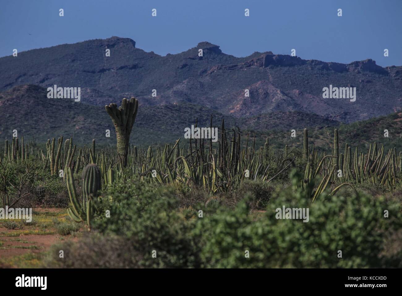 Sahuaros Wald, pitahaya und einige endemische Arten von Kakteen der Region in der Wüste neben dem Strand der Colorado in Sonora Mexiko. Stockfoto