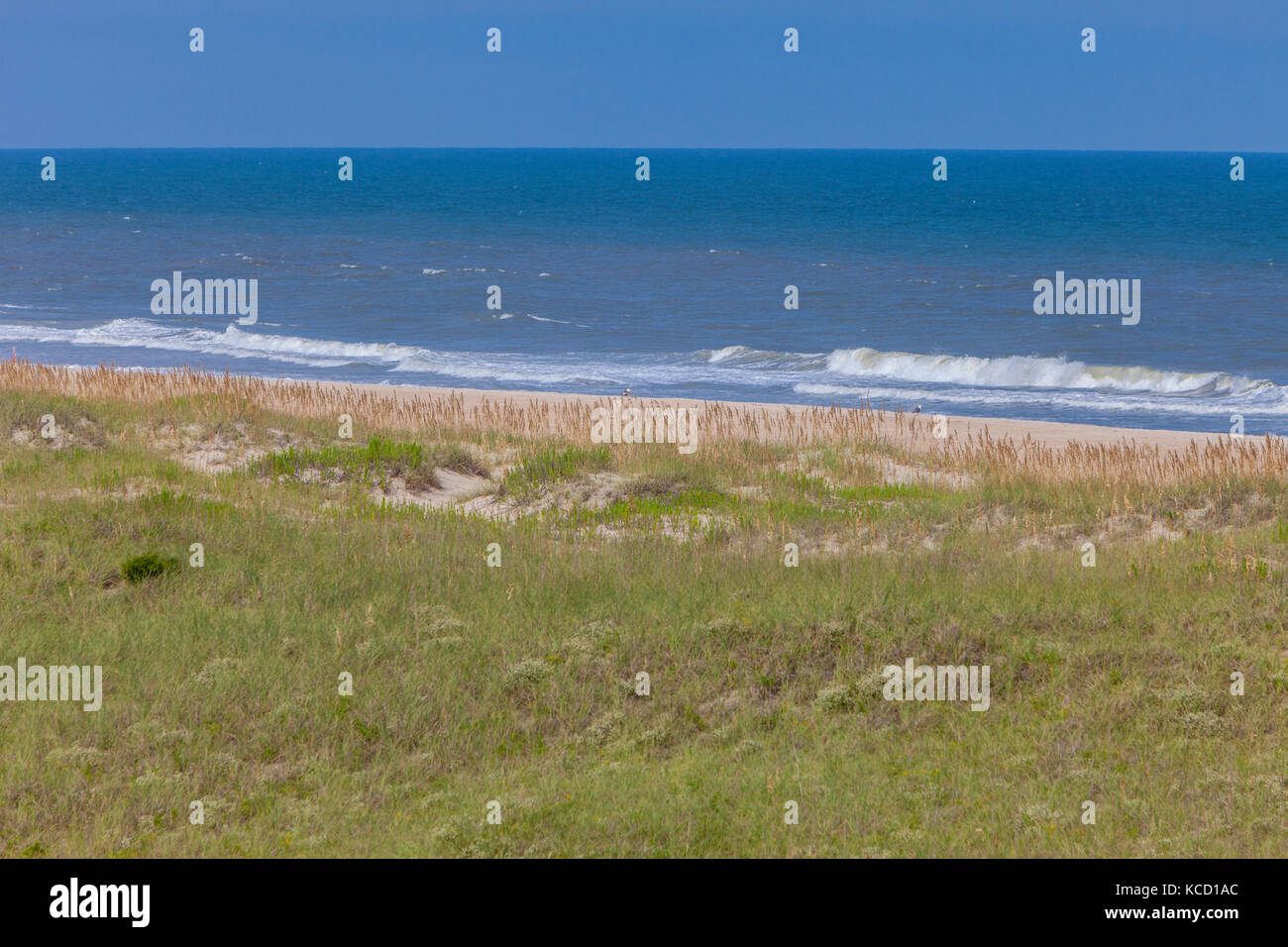 Avon, Outer Banks, North Carolina, USA. Vegetation und Meer Hafer schützen Barrier Island von Erosion durch den Atlantischen Ozean. Stockfoto