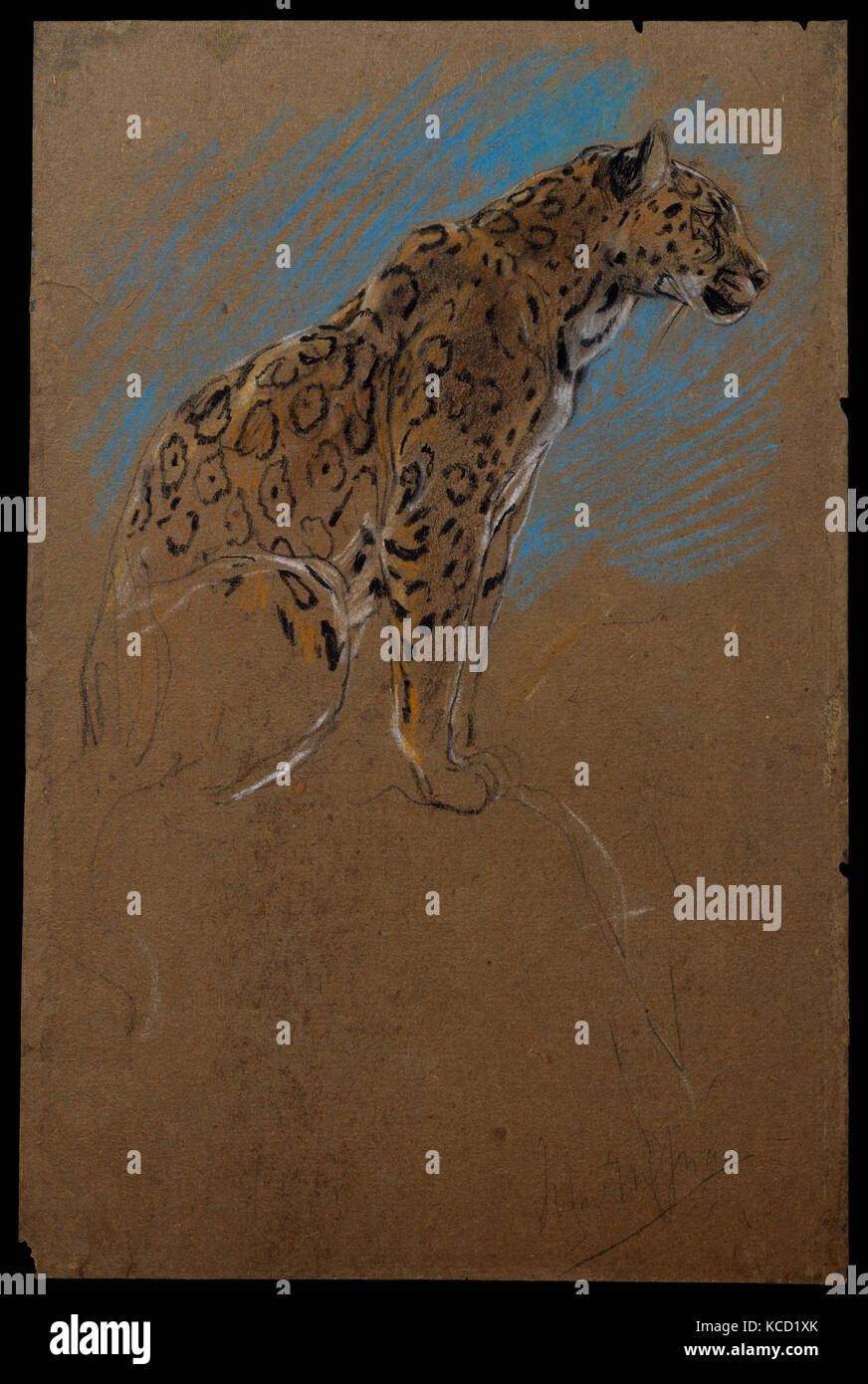 Studie von einem Jaguar, 1874-1910, Pastell, Blatt: 11 5/16 x 7 3/8 in. (28,7 x 18,7 cm), Zeichnungen, John macallan Swan (Schottische, Alte Stockfoto