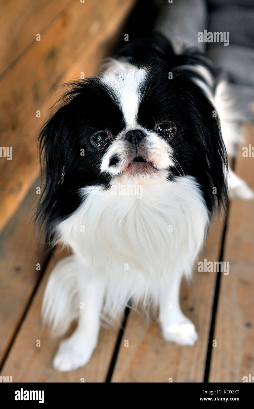 Japanische kleinen Spaniels in ihrem kleinen Haus und Komfort am Ende des Gartens Stockfoto