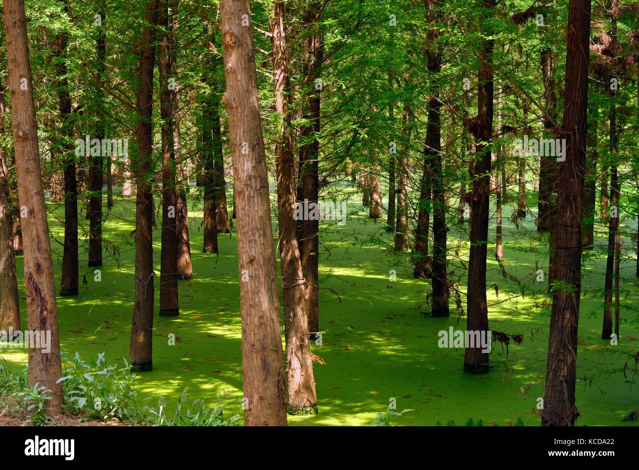 Laoyu river Wetland Park See Ökologie rehabilitation Erhaltung Baum einpflanzen. Teil der groß angelegten Dianchi-see rim Ökosphäre. Kunming, Yunnan China Stockfoto