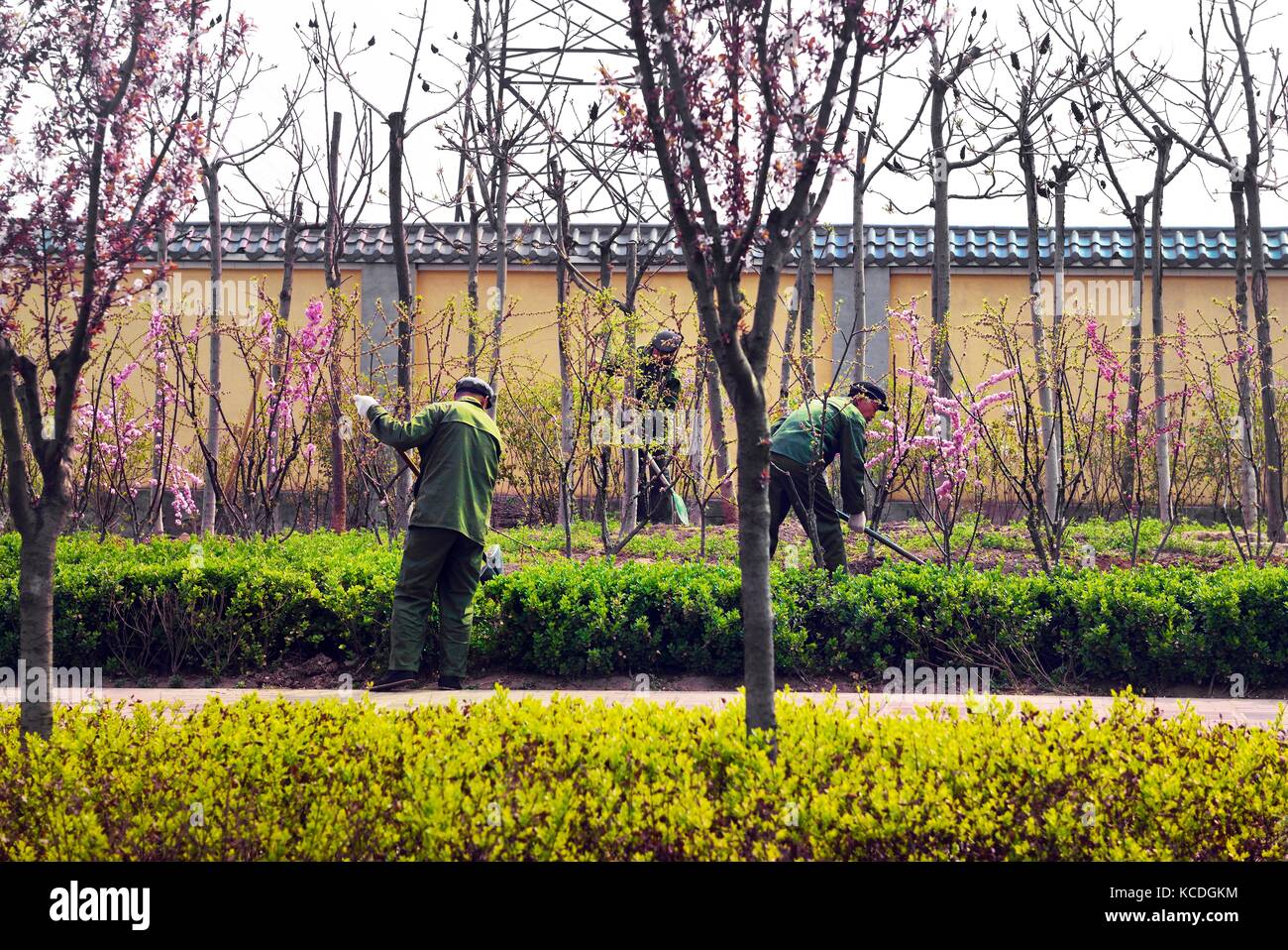 Stadt Taiyuan, Provinz Shanxi, China. Arbeiter Arbeiter Arbeiter, die Pflanzen und Bäume in der Natur entlang der Straße im Stadtzentrum pflegen Stockfoto