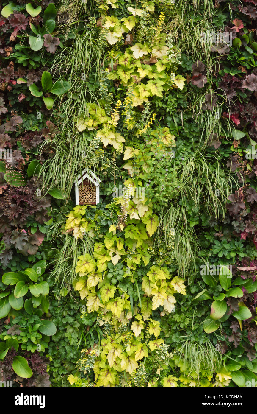 Grünpflanzen in einem vertikalen Garten Stockfoto