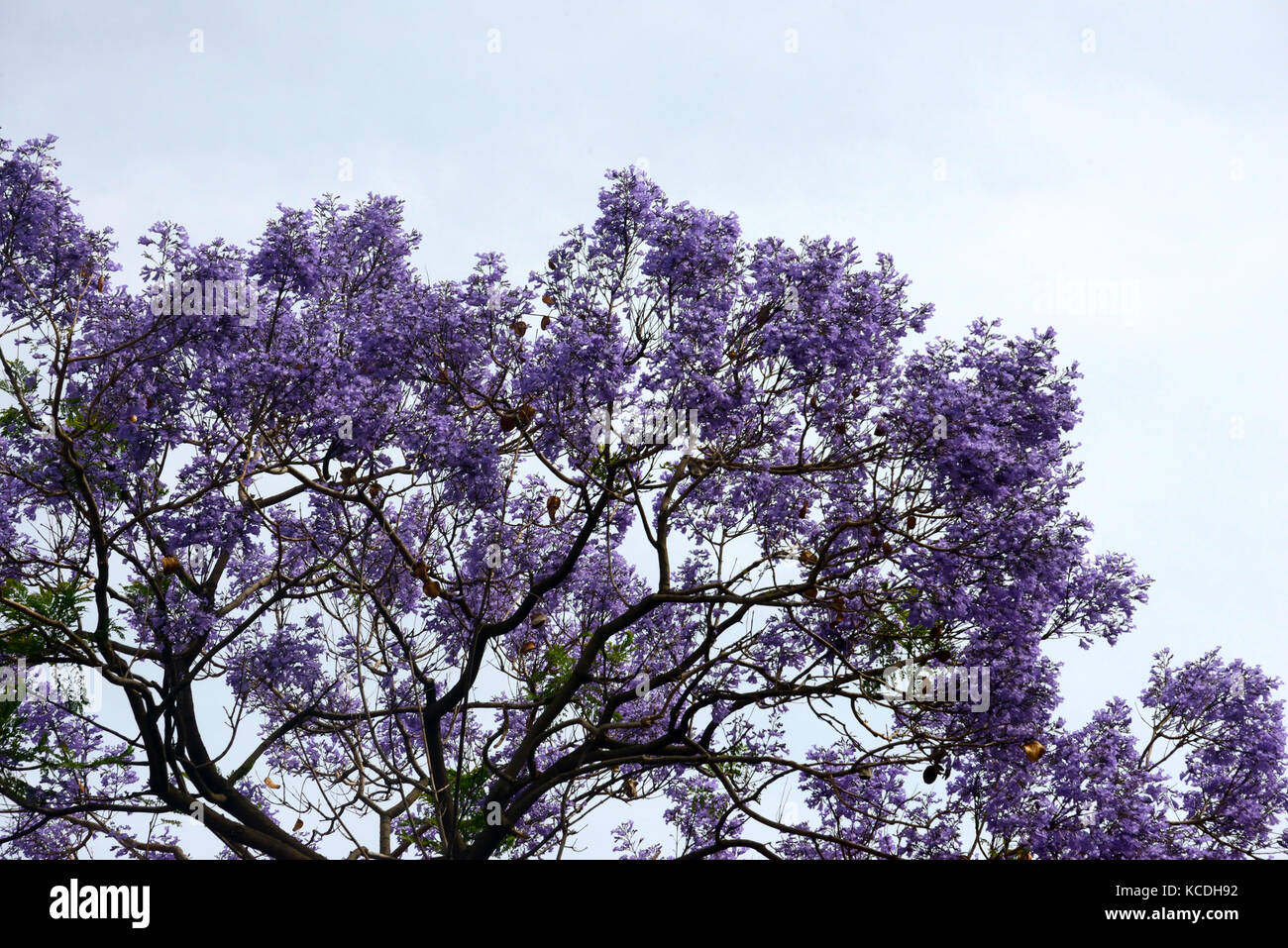 Baum Mit Lila Blüten Stockfotos & Baum Mit Lila Blüten Bilder Alamy
