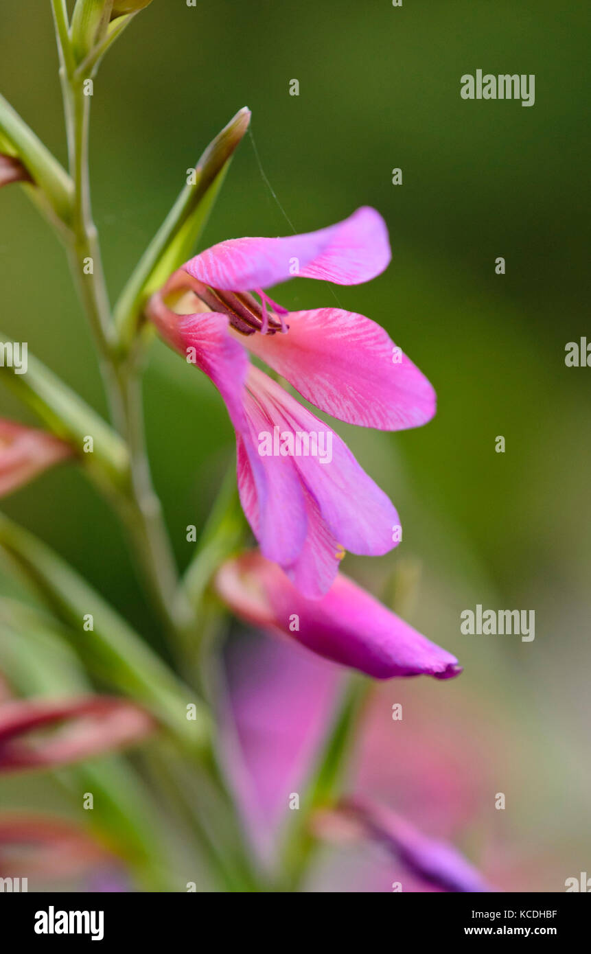 Wilder Gladiolus (Gladiolus communis subsp. Byzantinus) Stockfoto
