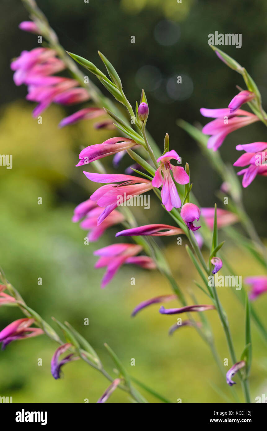 Wilder Gladiolus (Gladiolus communis subsp. Byzantinus) Stockfoto