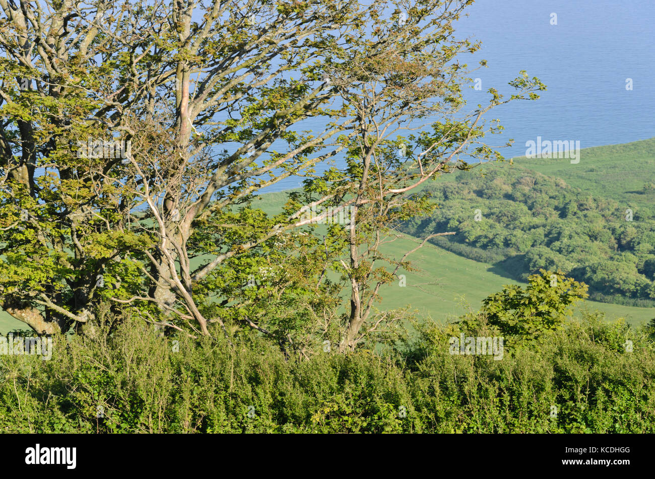 Küstenlandschaft, Beachy Head, South Downs National Park, Großbritannien Stockfoto