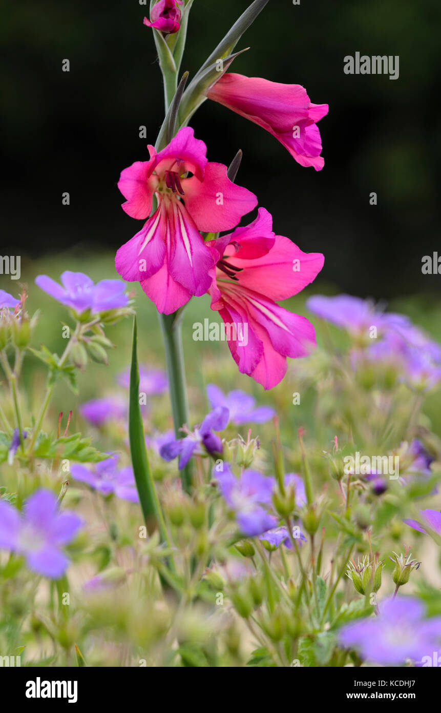 Wilder Gladiolus (Gladiolus communis subsp. Byzantinus) Stockfoto