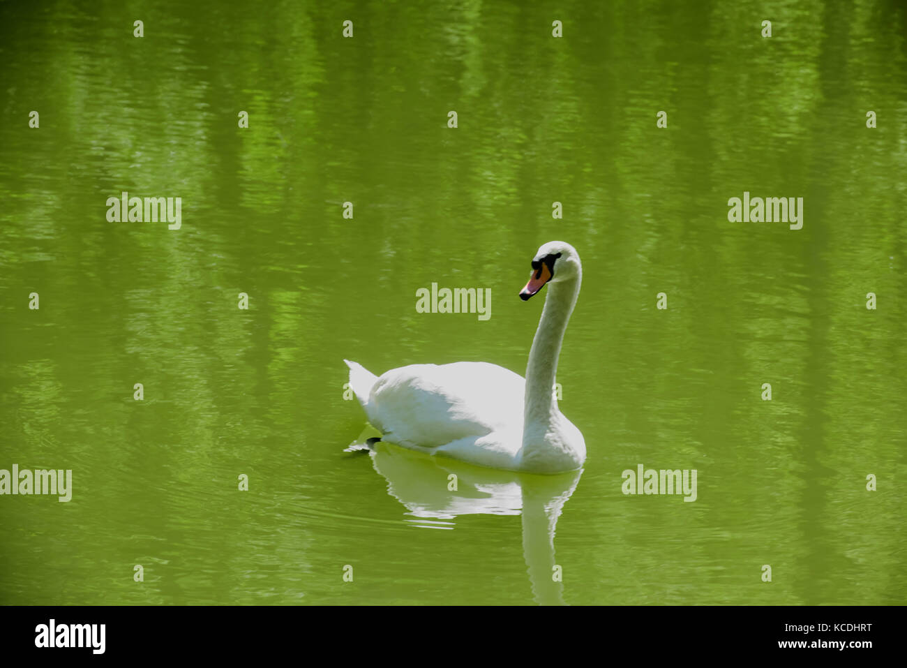 Schwan Im Teich Mit Reflexion Stockfotos und bilder Kaufen Alamy