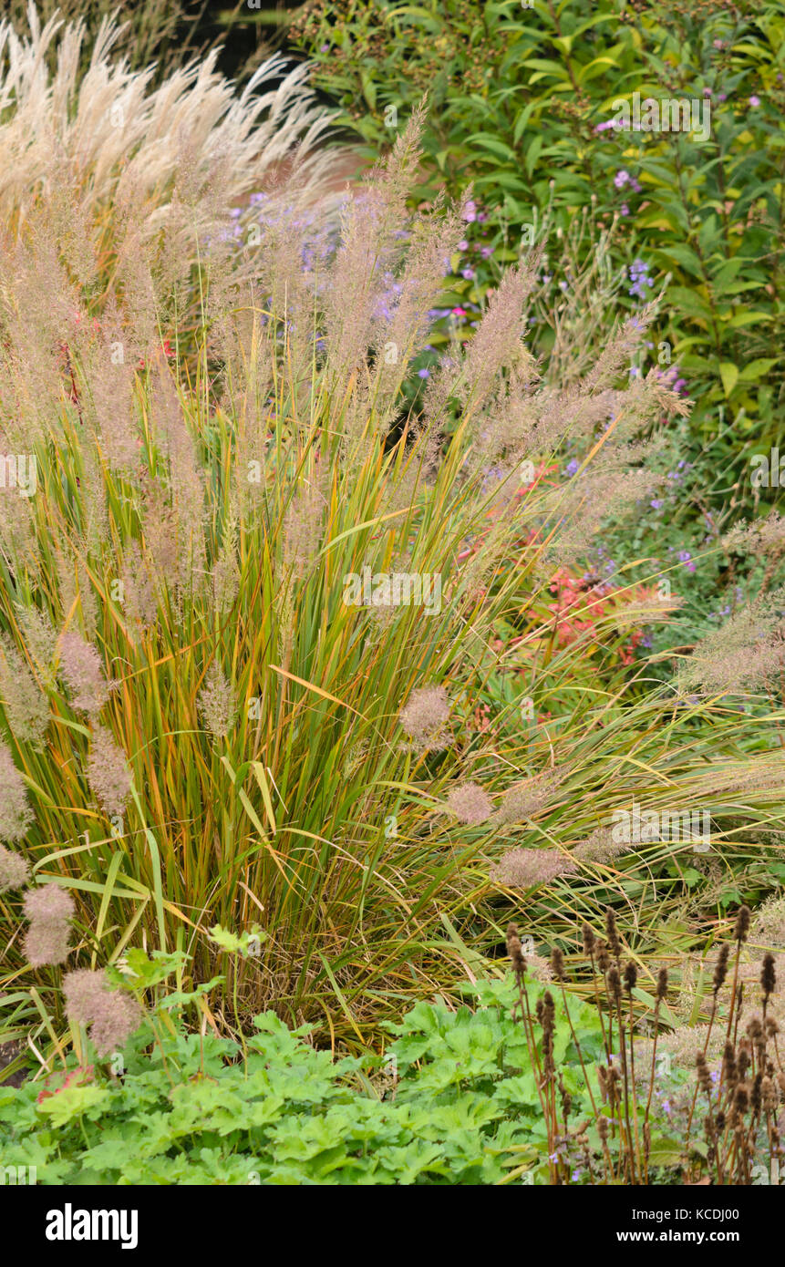 Reed-Federgras (Calamagrostis Arundinacea var Brachytricha Sy Achnatherum Brachytricha) Stockfoto