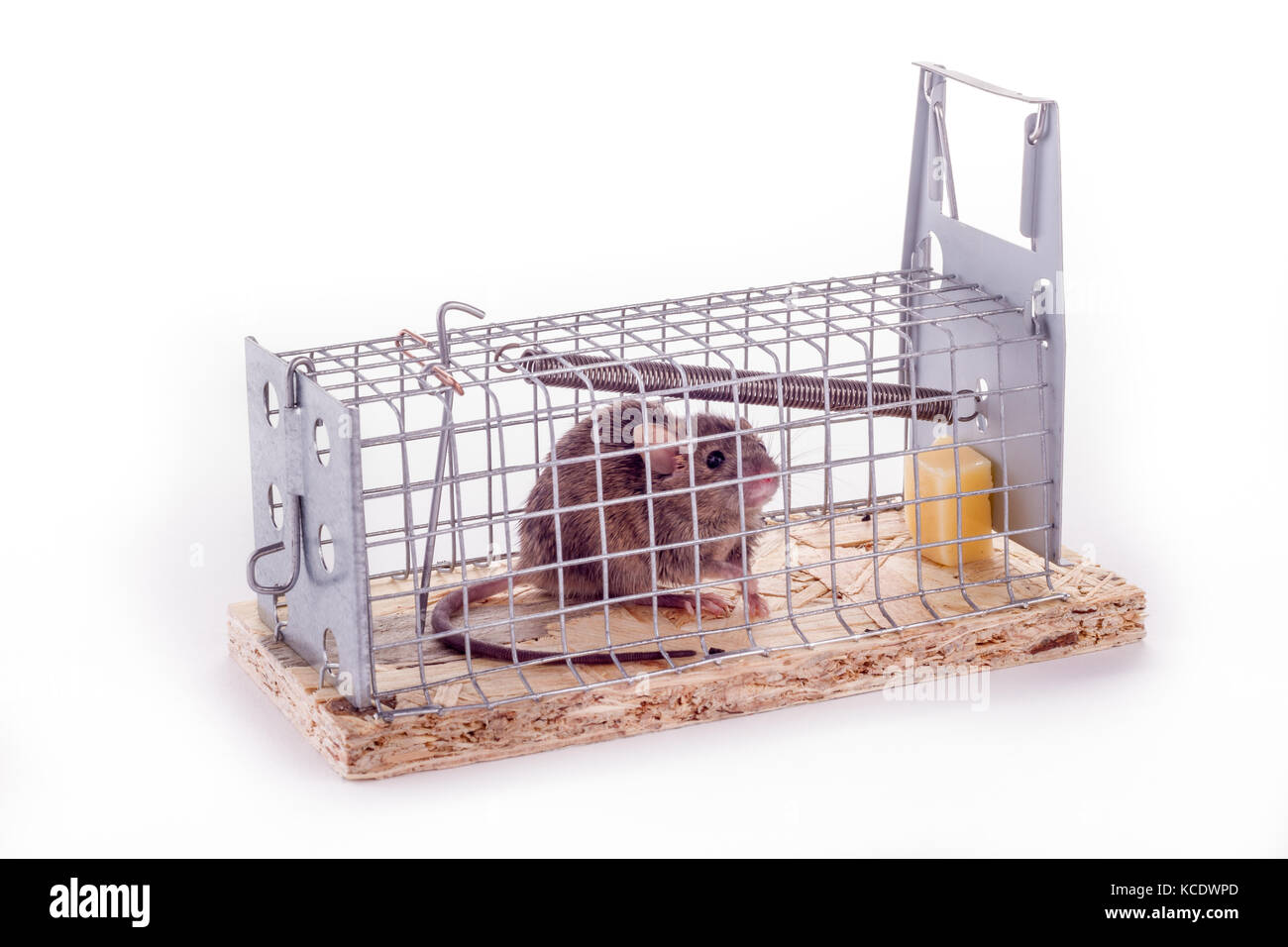 Maus gefangen in einer live Trap auf weißem Hintergrund-Bild rechts ...