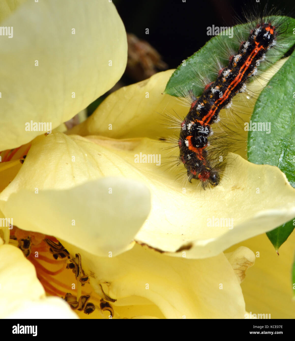 Lava, Caterpillar eines gelb-Schwanz, goldtail Motten oder Schwan Motte (Euproctis Imilis) Fütterung auf eine Rosenblüte. Bedgebury Wald, Kent, Großbritannien Stockfoto