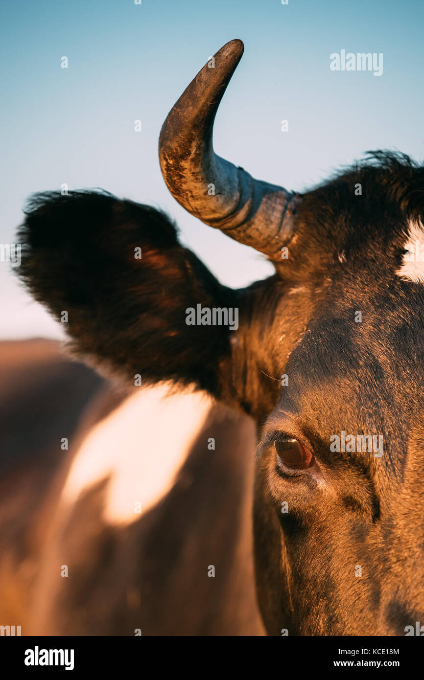 Nahaufnahme Portrait von schwarze Kuh. Gesicht, Zunge, Ohr, Auge in sonnigen Abend Licht bei Sonnenuntergang Stockfoto