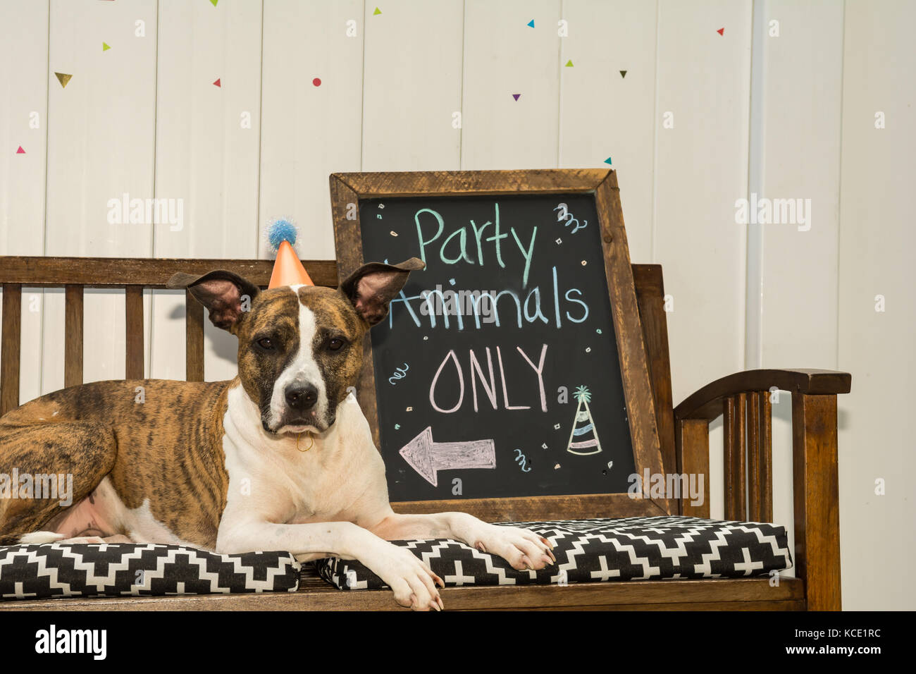 Einen niedlichen Hund auf einer Party Animal theme Party. Stockfoto